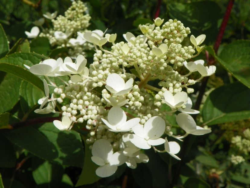 hydrangea paniculata Wim's Red - Dobarland 2018 3