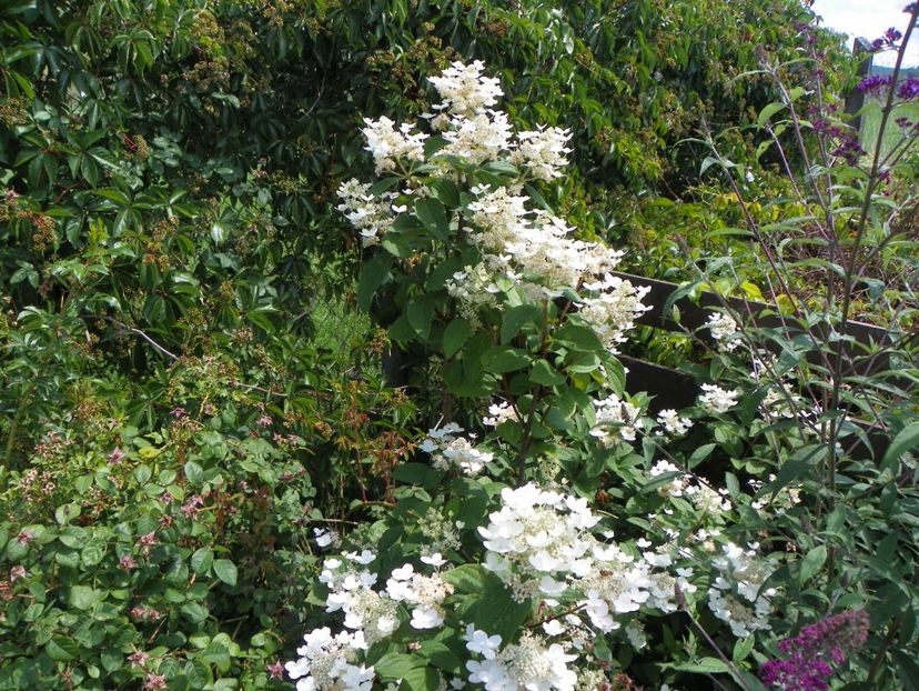 hydrangea paniculata Early Sensation - Dobarland 2018 3