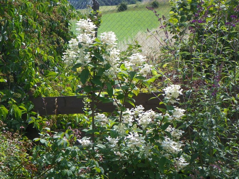 hydrangea paniculata Early Sensation - Dobarland 2018 3