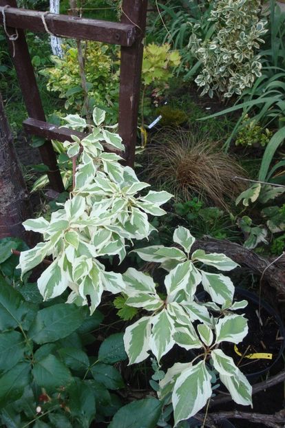  - Heuchera Hosta si altele