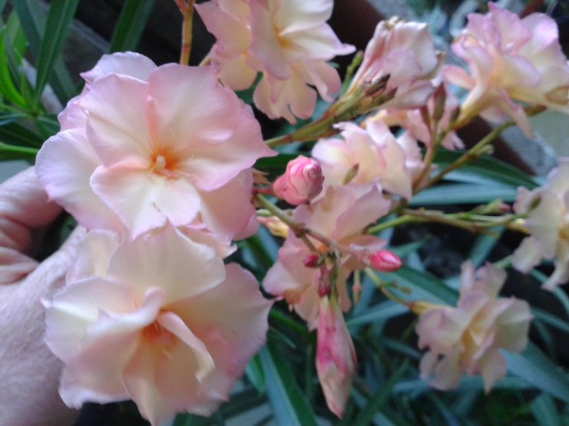 Fotografie0076 - LEANDRI