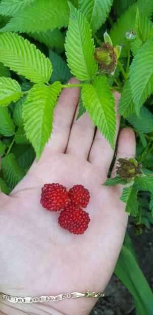 24iunie2018 - Zmeur Capsun Japonez