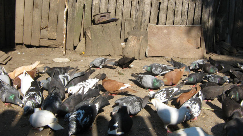  - VOIAJORI STIL VECHI SI  VOIAJORI DE FRUMUSETE