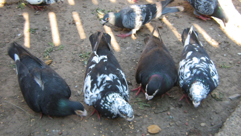  - VOIAJORI STIL VECHI SI  VOIAJORI DE FRUMUSETE