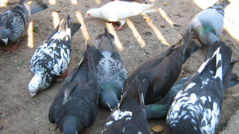  - VOIAJORI STIL VECHI SI  VOIAJORI DE FRUMUSETE