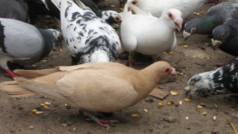  - VOIAJORI STIL VECHI SI  VOIAJORI DE FRUMUSETE