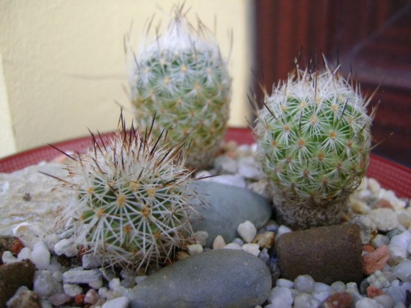 Grup de 6 Turbinicarpus - Cactusi 2018 bis bis