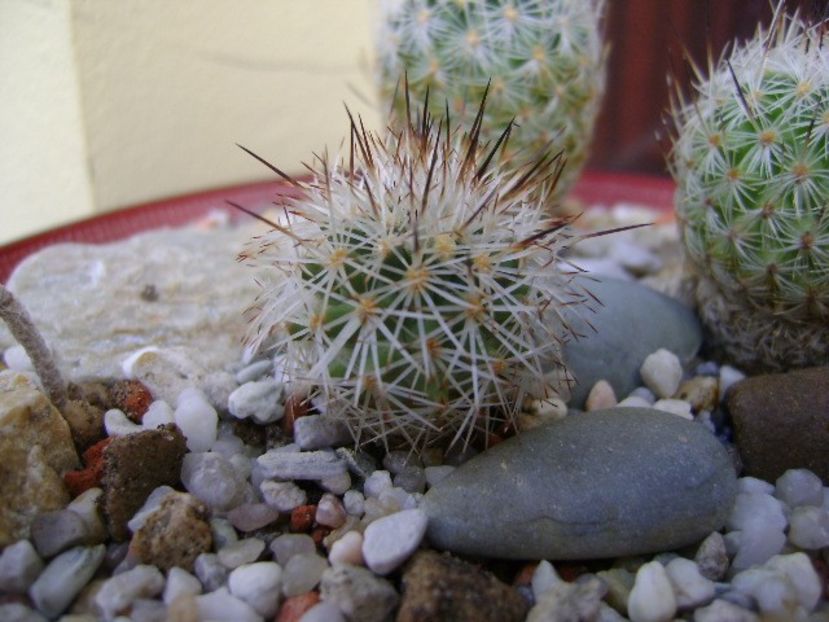 Gymnocactus beguinii - Cactusi 2018 bis bis