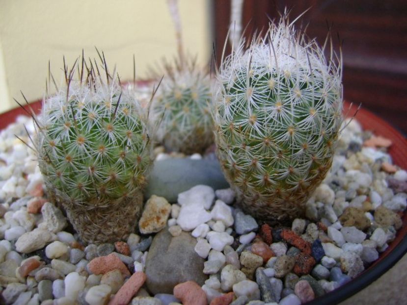 Turbinicarpus subterraneus v. zaragosae, 2 ex. - Cactusi 2018 bis bis