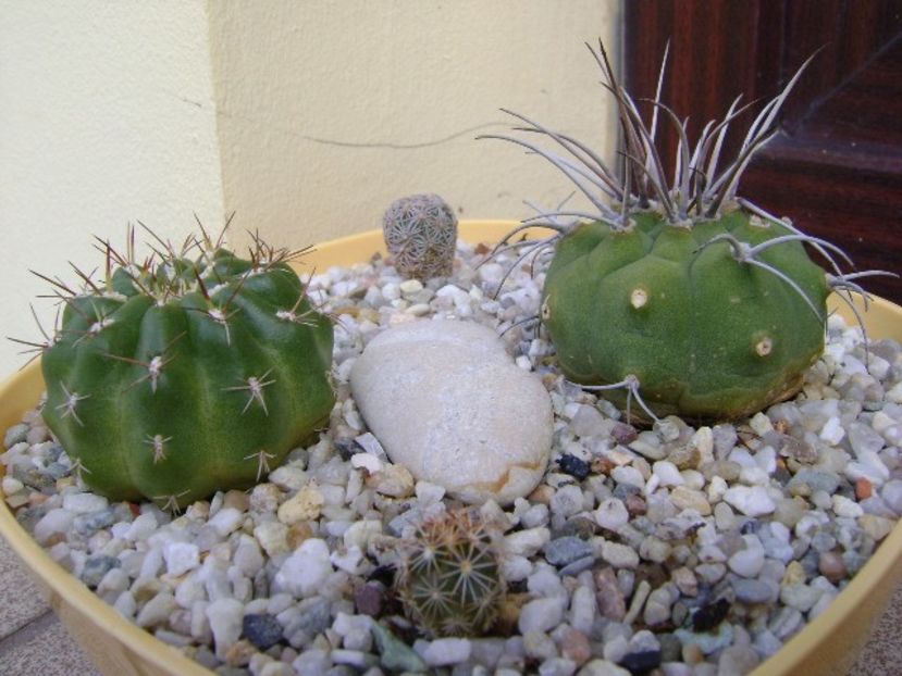 Grup de 4 cactusi - Cactusi 2018 bis bis