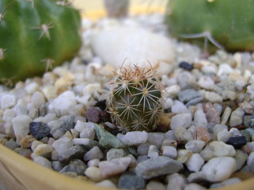 Echinomastus intertextus El Paso, Tx. - Cactusi 2018 bis bis