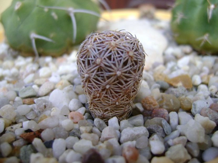 Echinomastus durangensis SB46 - Cactusi 2018 bis bis