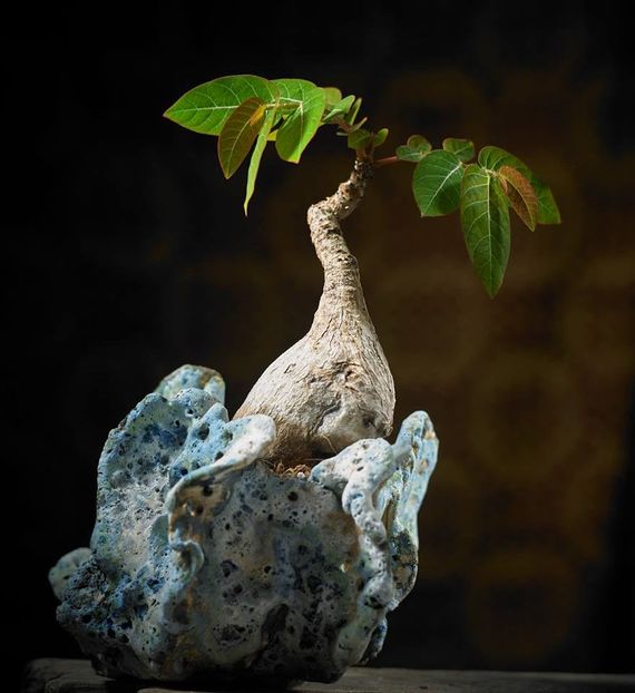 Mark Follon:  Phyllanthus mirabilis - Vase - aranjamente - accesorii