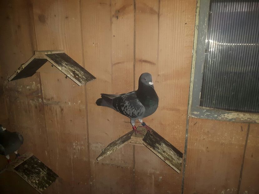 Mascul 2017 - porumbei mei