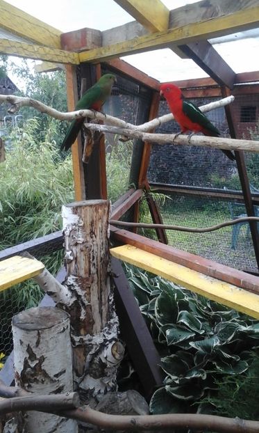 IMG-20180624-WA0037 - PAPAGALUL NOSTRU REGAL COCO CU PRINTESA TILLI NOU SOSITA