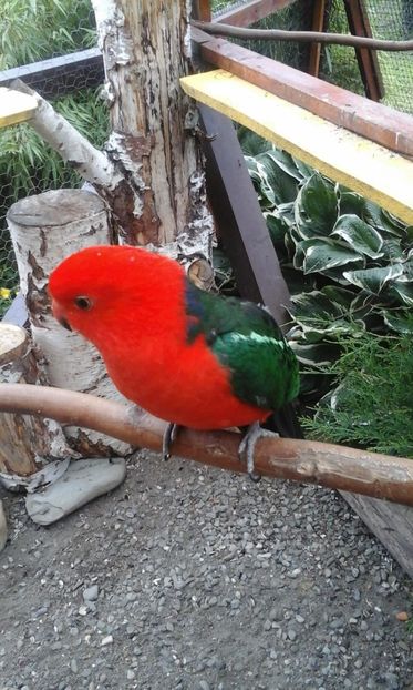 IMG-20180624-WA0039 - PAPAGALUL NOSTRU REGAL COCO CU PRINTESA TILLI NOU SOSITA