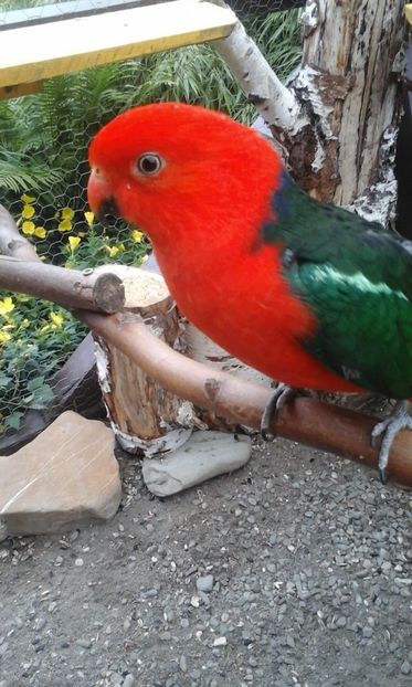 IMG-20180624-WA0040 - PAPAGALUL NOSTRU REGAL COCO CU PRINTESA TILLI NOU SOSITA