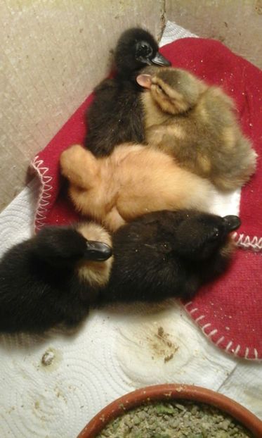 IMG-20180522-WA0001 - RATA PITICE NEGRE 2018