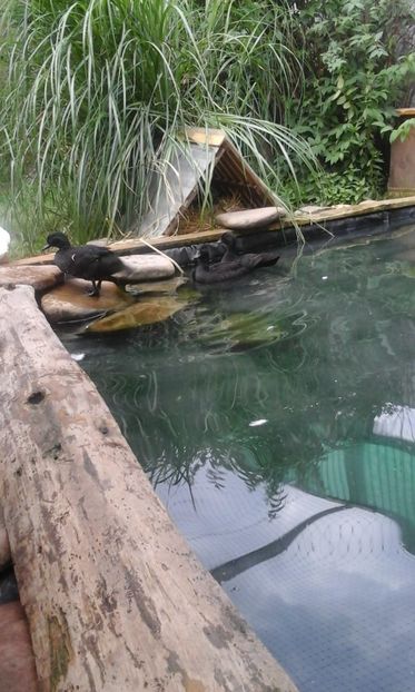 IMG-20180621-WA0002 - RATA PITICE NEGRE 2018