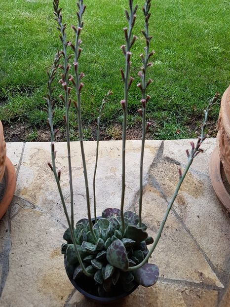 Adromischus rupicola inflorit - Cactusi si plante suculente 2017-2018-2019