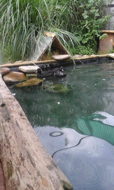 IMG-20180624-WA0050 - RATA PITICE NEGRE 2018