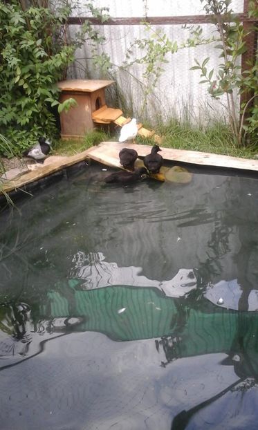 IMG-20180624-WA0052 - RATA PITICE NEGRE 2018