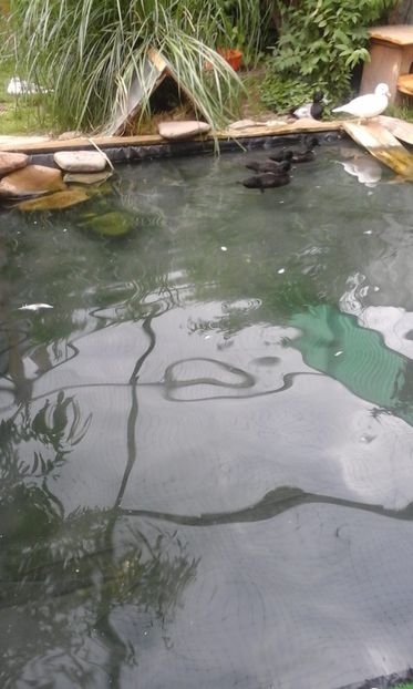 IMG-20180624-WA0053 - RATA PITICE NEGRE 2018