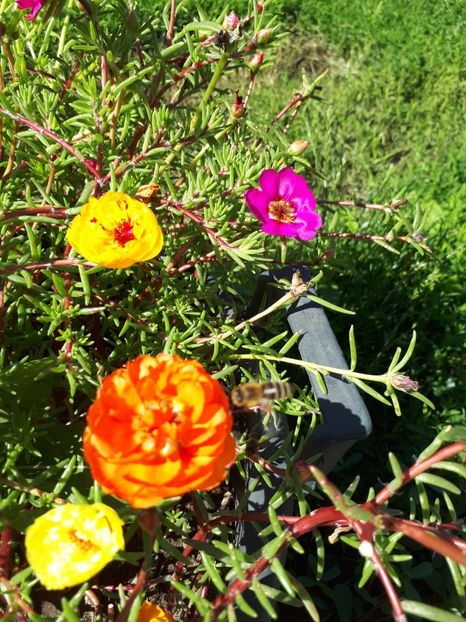 IMG-20180624-WA0028 - Alte flori