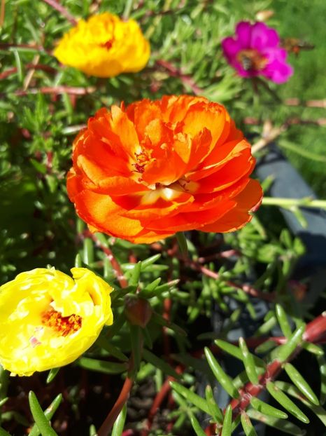 IMG-20180624-WA0025 - Alte flori