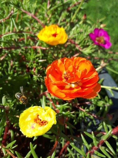 IMG-20180624-WA0023 - Alte flori