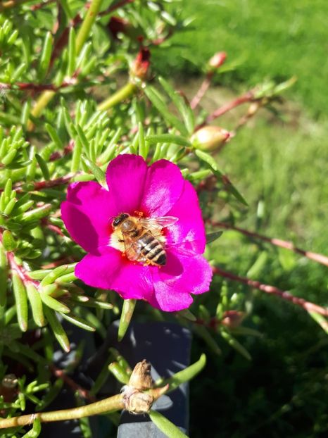 IMG-20180624-WA0021 - Alte flori