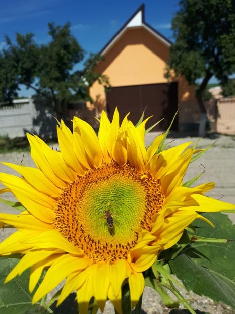 IMG-20180624-WA0019 - Alte flori
