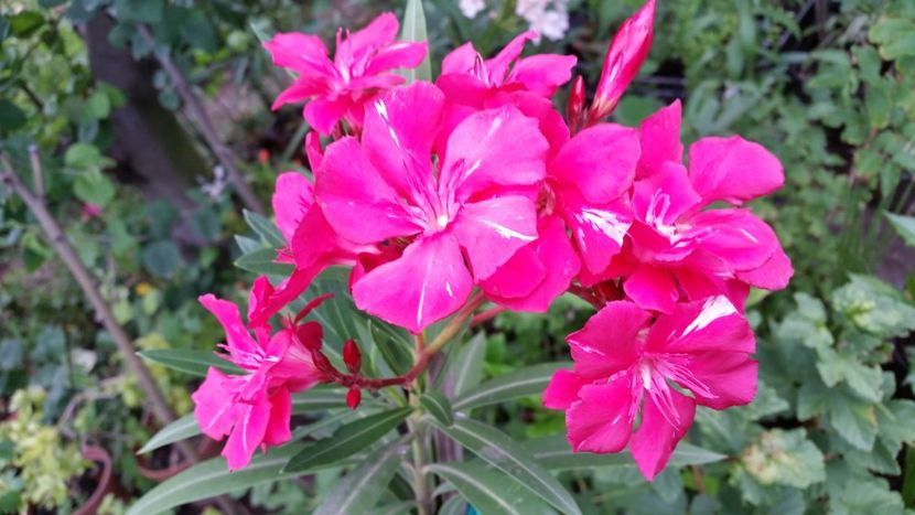 Italia - Flori apartament