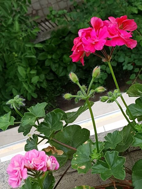 20180615_065156(0) - Flori 2018