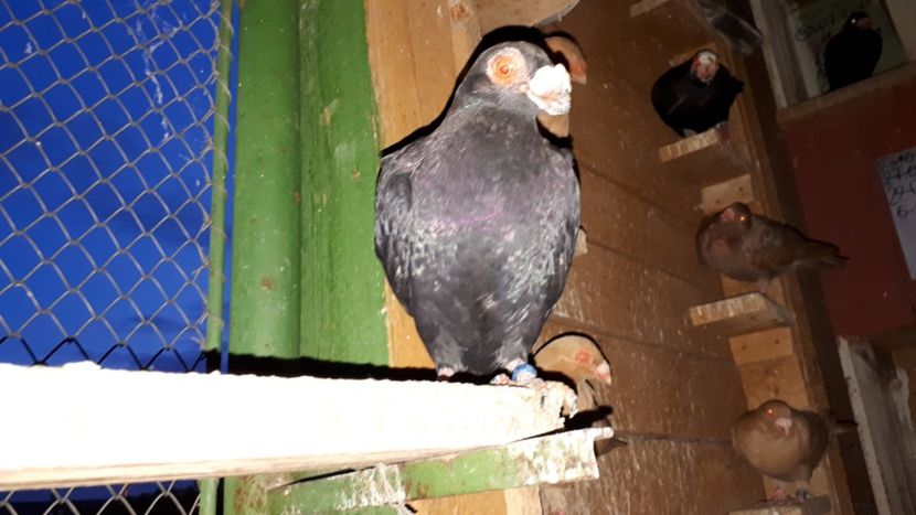 Abc 2 - H3 _ tineret 2018