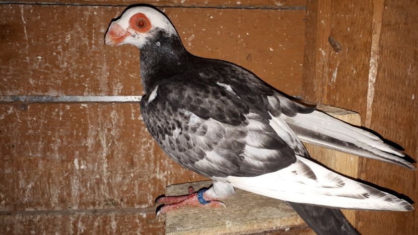 M - H3 _ tineret 2018