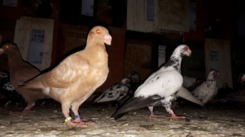 Abc 5 - H3 _ tineret 2018