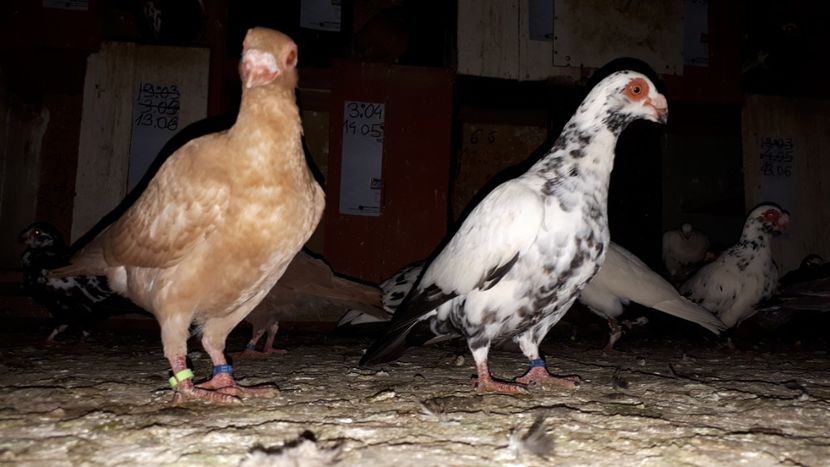 Abc 6 - H3 _ tineret 2018