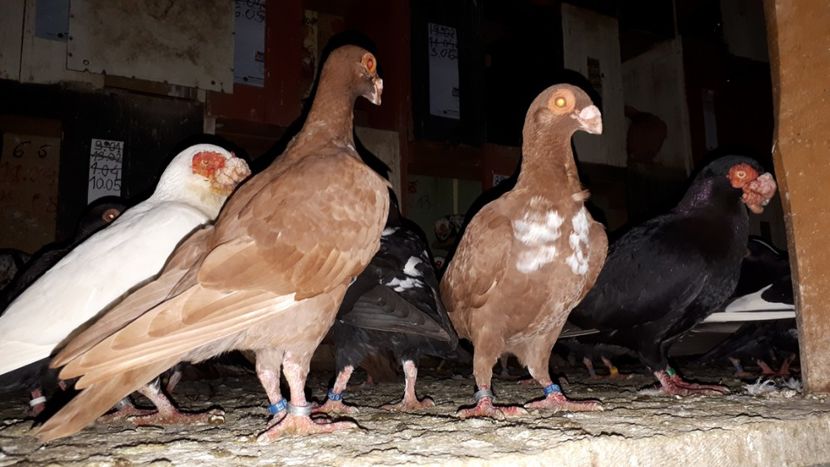 Abc 9 - H3 _ tineret 2018