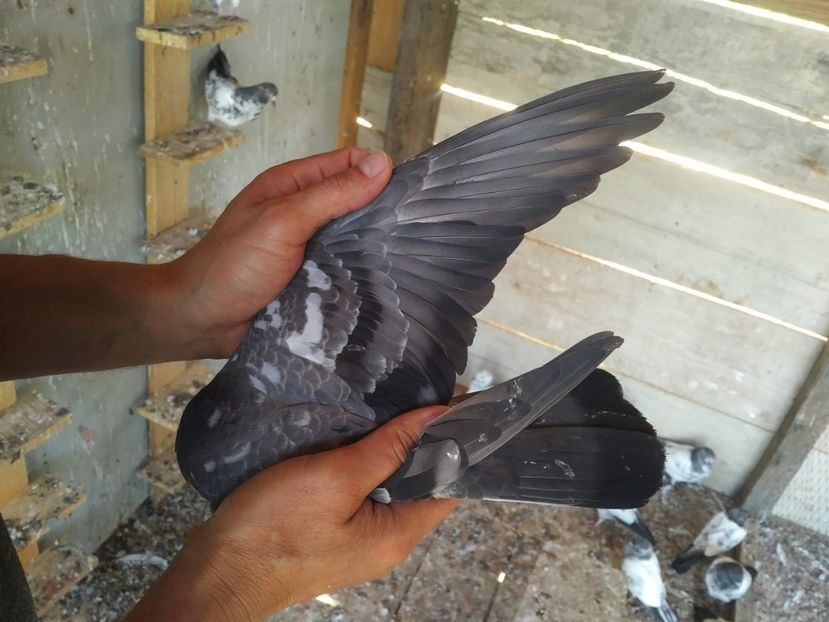  - 1900 Claudiu Zavoianu