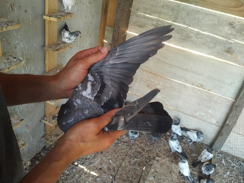  - 1900 Claudiu Zavoianu