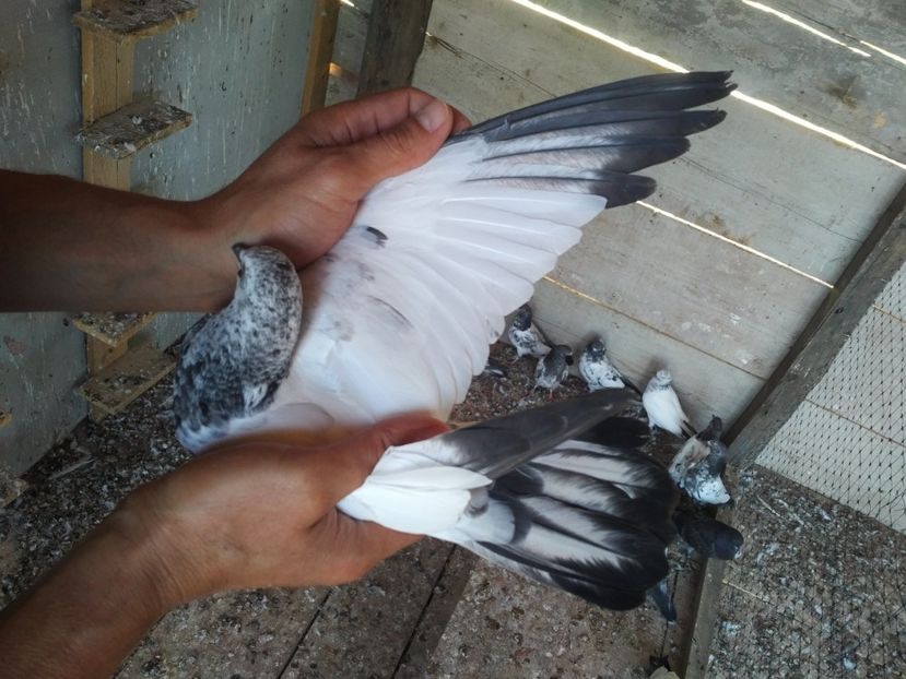  - 1900 Claudiu Zavoianu