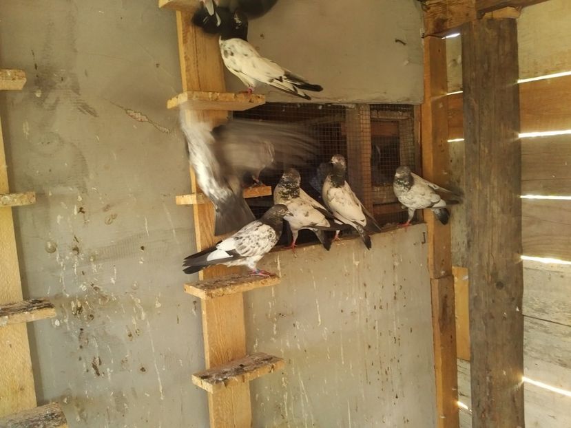  - 1900 Claudiu Zavoianu