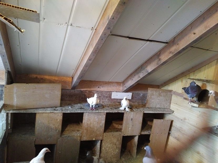  - 1916 Florin Farcas