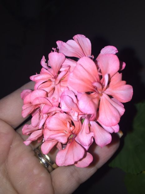  - FLORILE MELE 2018
