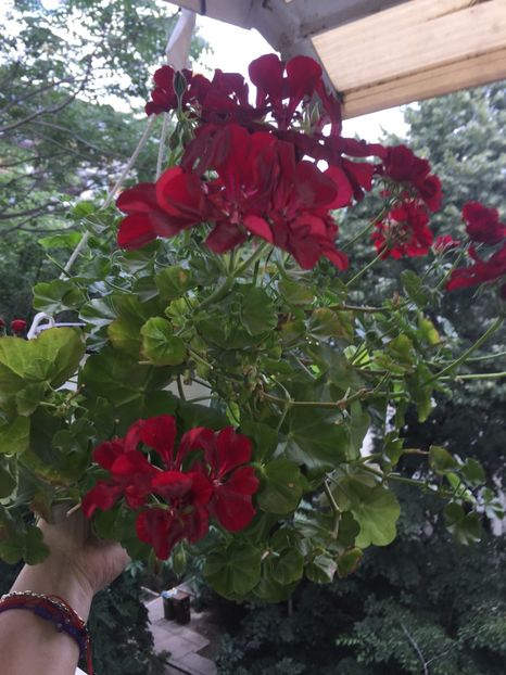  - FLORILE MELE 2018