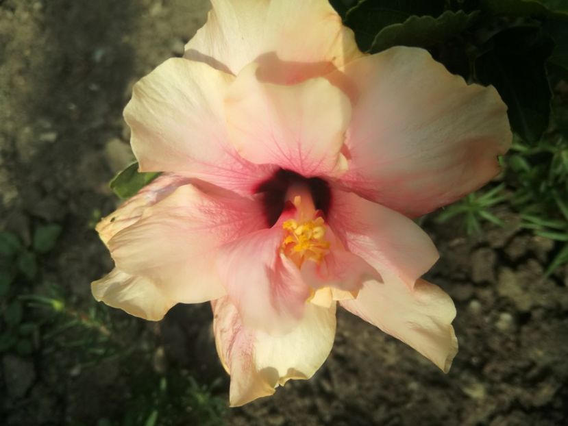 - Hibiscus