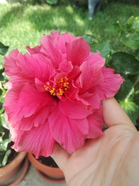  - Hibiscus