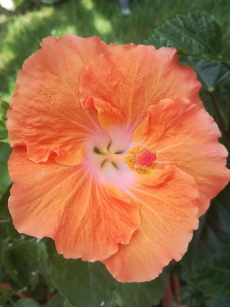  - Hibiscus