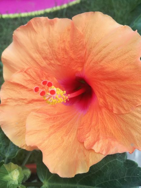  - Hibiscus